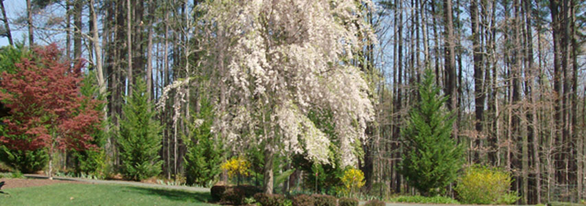 completed installation of mature trees