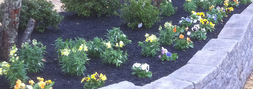 beautiful row of spring plants in the garden
