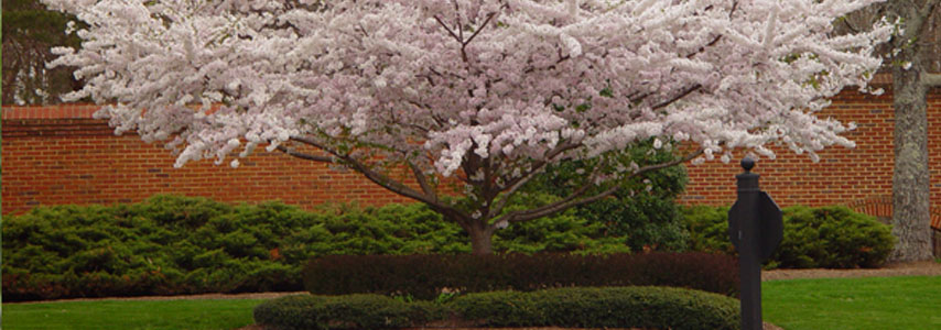 cherry blossom tree at private home