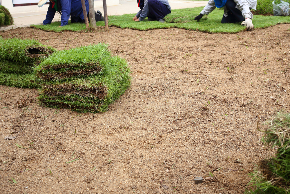 planting new grass