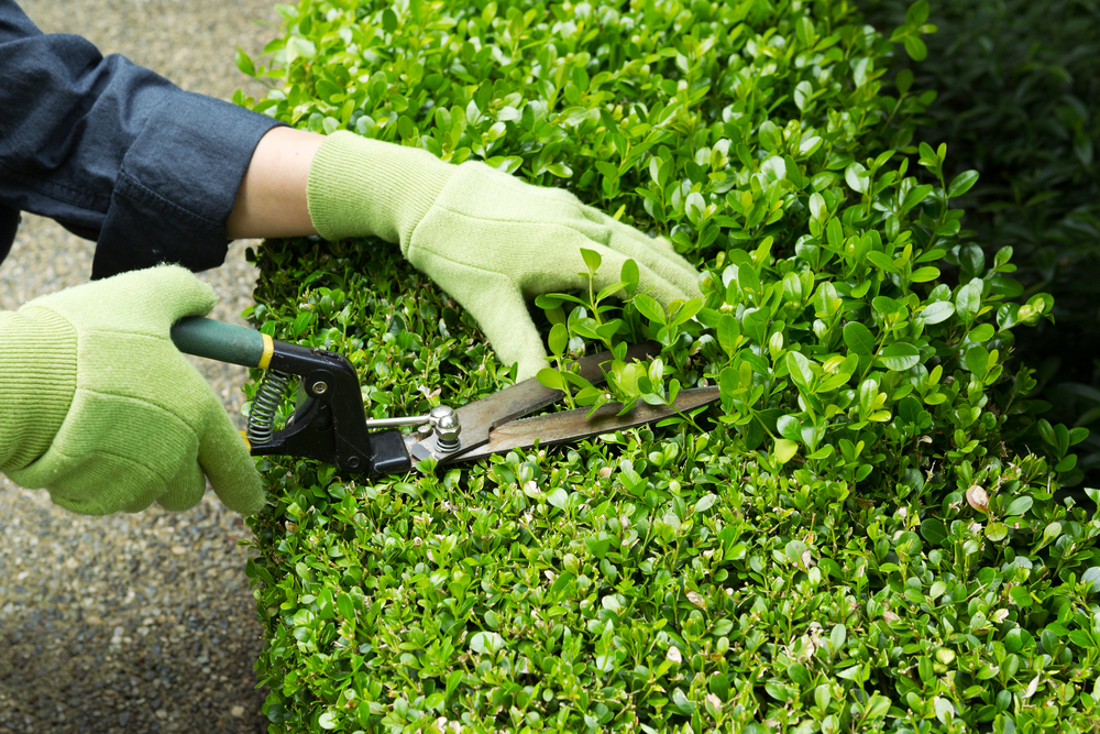 man trimming shrubs