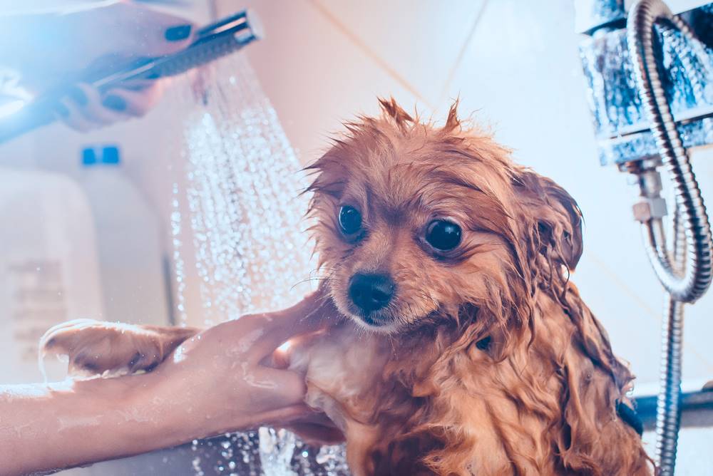 dog taking a shower