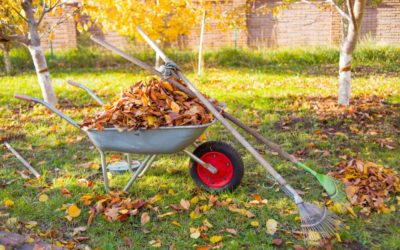 Caring for Your Landscaping This Fall