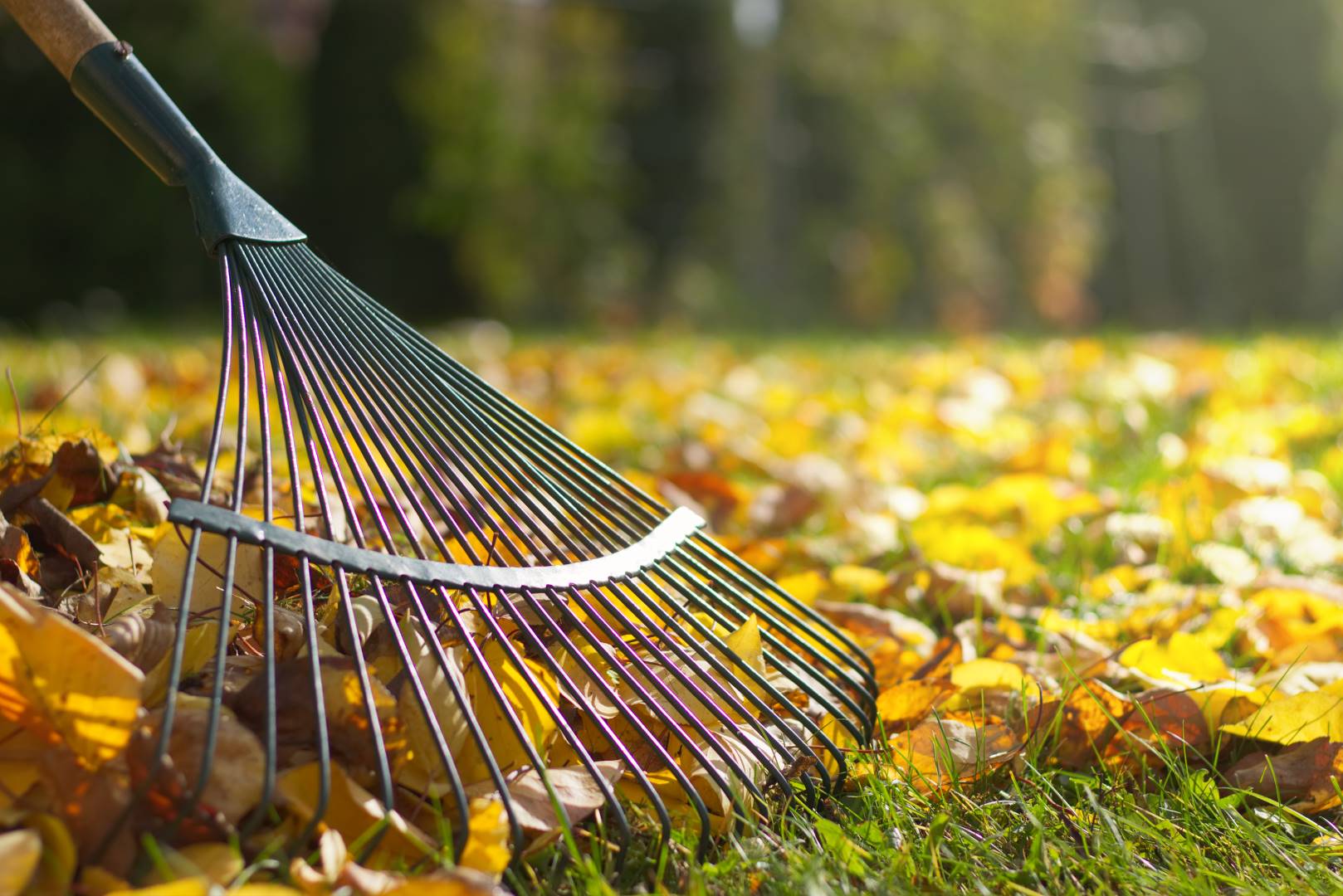 raking leaves