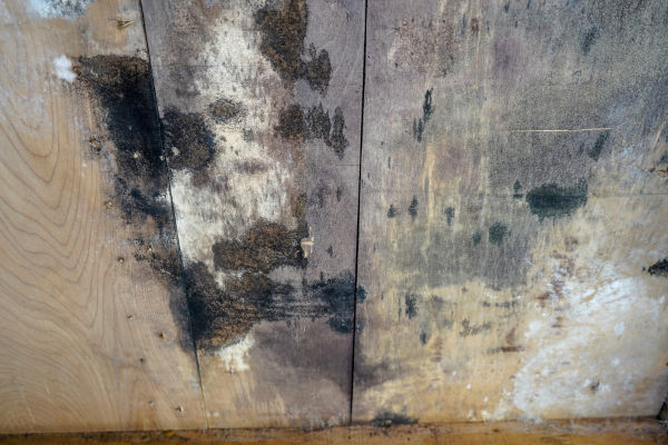 mold on the dock boards