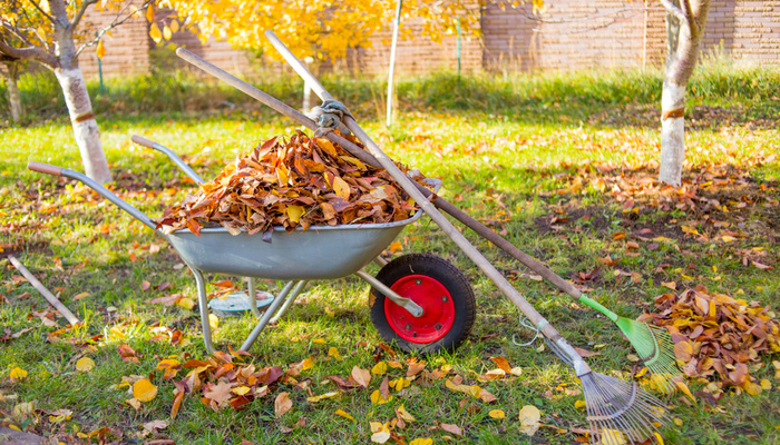 Grey wheelbarrow full of dried leaves while autumn leaf cleaning and two fan rakes on lawn