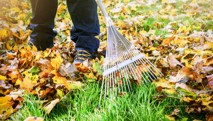Raking fall leaves in garden for autumn leaf cleaning