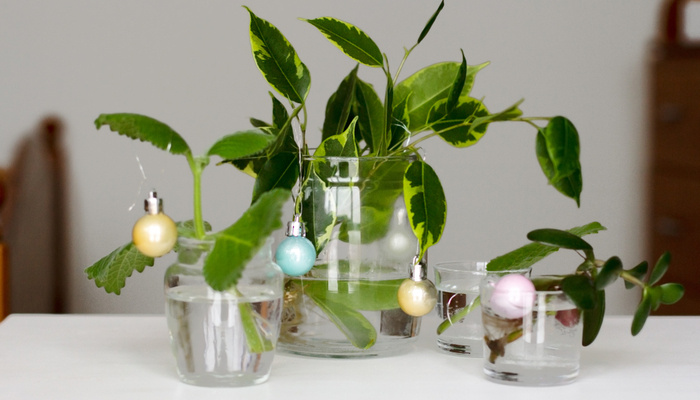home grown plants in glass jars of water decorated with yellow, blue and pink balls for Christmas
