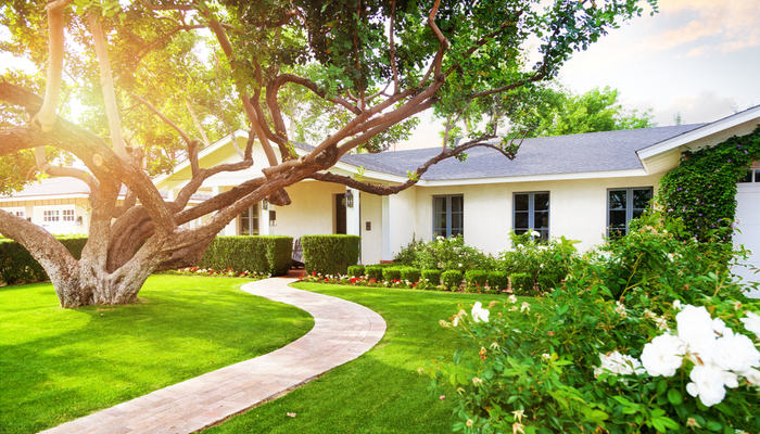 Beautiful white colored single family home in a bright sunny day with big green grass yard, large tree and roses