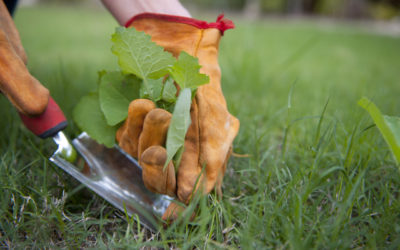 How to Get Rid of Weeds in Your Lawn Naturally