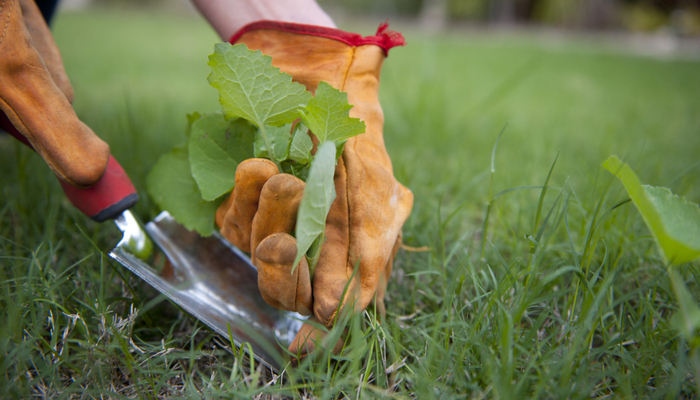 Detail image of gardener with orane gloves pulling out weeds, with lush green lawn and blurred background