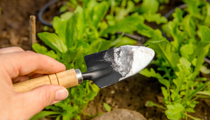 Person hand with gloves holding gardening trowel spade with pile of baking soda removing weeds