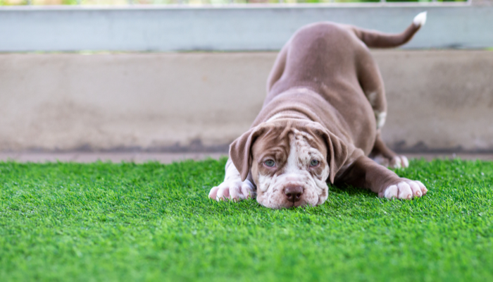 Fat cute Brown and white pit bull, less than a month old, on artificial grass in a yard learning to walk playing