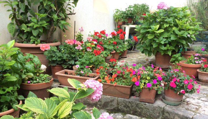 Garden in summer with plants and Flowers in Pot