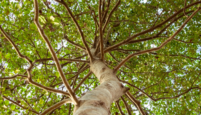 A beautiful upward view of an American Holly Tree (Ilex opaca). A male has no berries.png