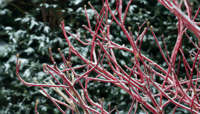 Redtwig,Dogwood, in the winter