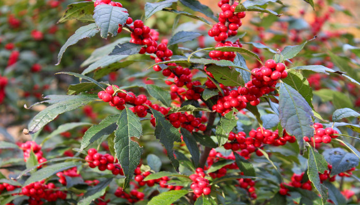 Winterberry,Plants,With,Deep,Red,Winterberries,during the winter season