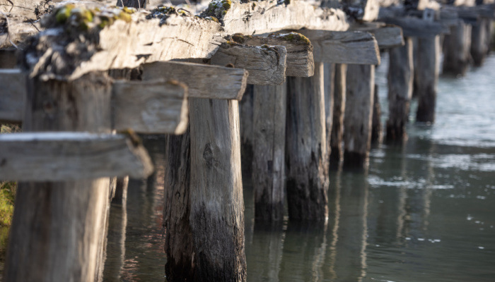 Damaged or deteriorating pillings of a dock on the lake