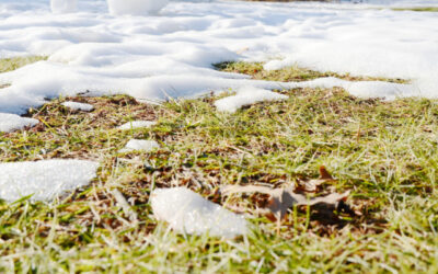 Winter Lawn Care Myths Debunked