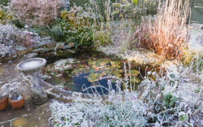 Winter Maintenance for Your Pond – Ensuring a Healthy Habitat in the Chill