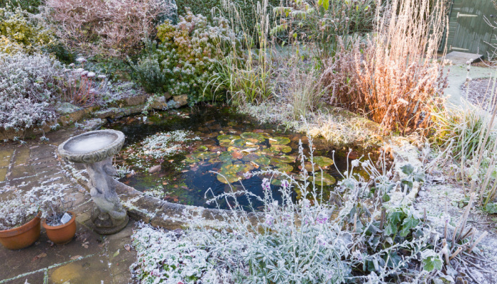 Frozen garden pond with algae along with frost covered plants in Winter