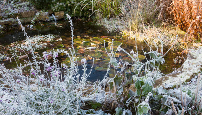 Frozen garden pond with algae and plants surrounding it in Winter