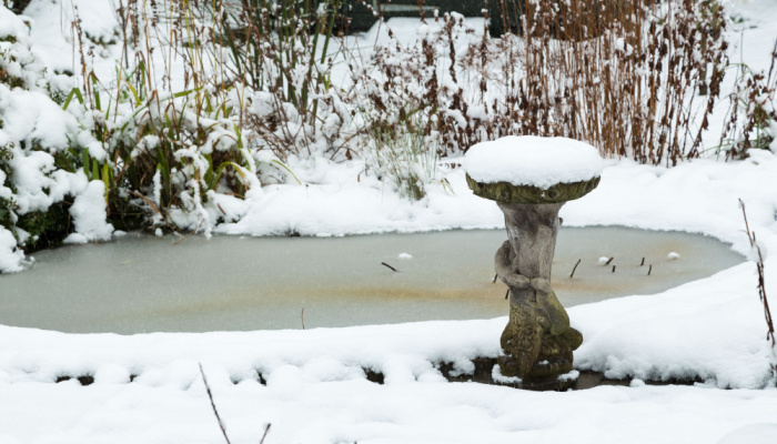 Snow covered frozen garden pond along with frosen plants surrounding it during winter
