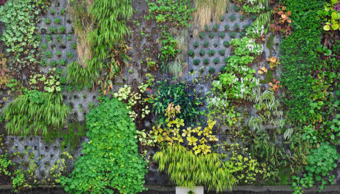 Concrete retaining wall with various types of plants - vertical landscaping