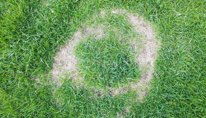 Pests and disease cause amount of damage to green lawns during spring season